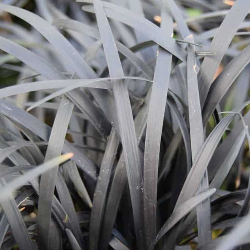 Ophiopogon planiscapus 'Nigrescens' ---